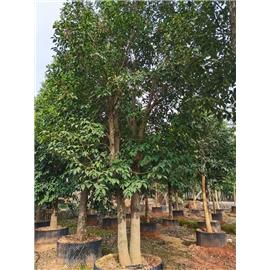 肋果茶叢生18-23分