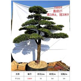 羅漢松